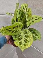 Maranta Light Veins p12, Huis en Inrichting, Kamerplanten, Ophalen of Verzenden