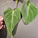 philodendron glorious stek, Huis en Inrichting, Kamerplanten, Ophalen of Verzenden, Halfschaduw, Minder dan 100 cm
