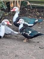 Koppeltje muskuseenden, Dieren en Toebehoren, Meerdere dieren, Eend