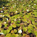 Kikkerbeet (Hydrocharis morsus-ranae) - Vijver drijfplantjes, Ophalen, Nieuw