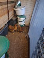 2 wyandotte hennen, Dieren en Toebehoren, Pluimvee, Vrouwelijk, Kip