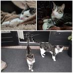 Een liefdevol huis gezocht voor 2 jonge gecastreerde katjes, Dieren en Toebehoren, Kater, 0 tot 2 jaar