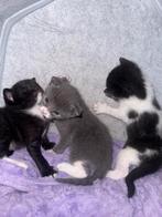 3kittens, Dieren en Toebehoren, Kater