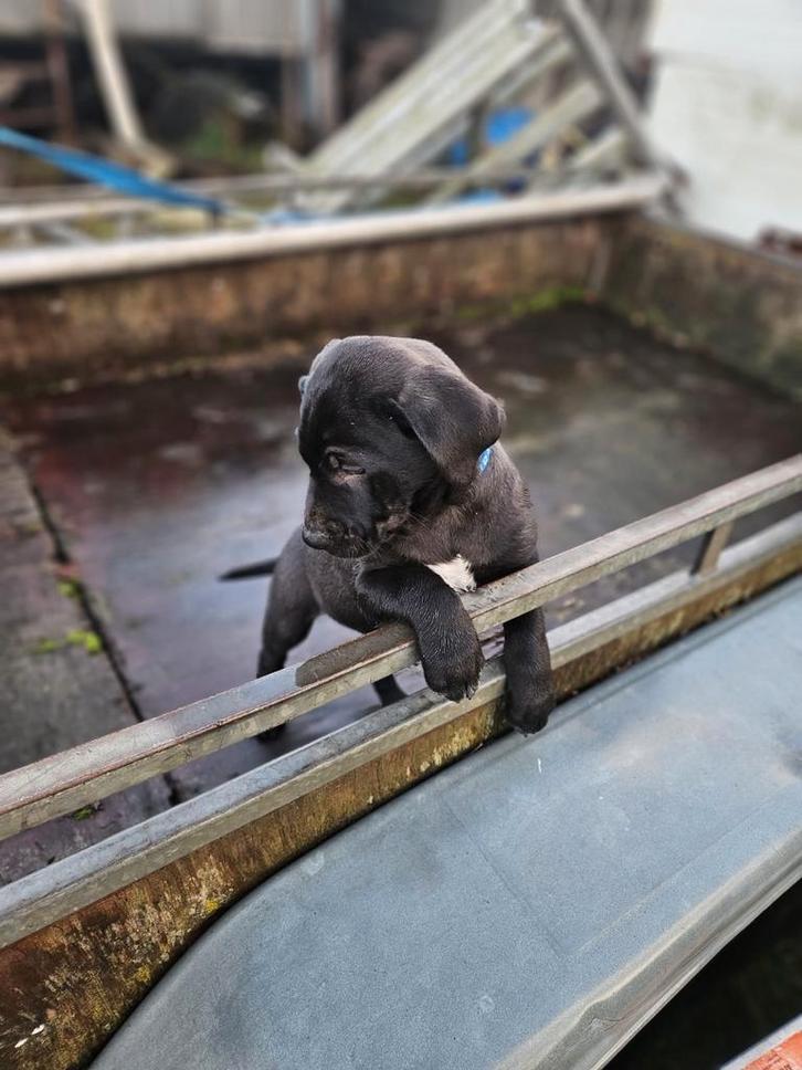 Unieke kruising pups te koop! Nog maar 2 zwarte reutjes!, Dieren en Toebehoren, Honden | Niet-rashonden, Meerdere dieren, Particulier