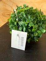 Buxus bol, Huis en Inrichting, Ophalen of Verzenden, Nieuw