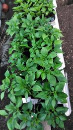Surinaamse peperplanten 3,50 per plant., Tuin en Terras, Zomer, Ophalen, Eenjarig, Volle zon