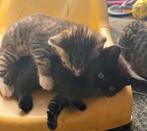 Prachtige kittens zoeken een liefdevol thuis., Dieren en Toebehoren, Katten en Kittens | Raskatten | Korthaar, Meerdere dieren