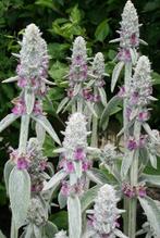 Stachys byzantina (ezelsoor / andoorn), Tuin en Terras, Planten | Tuinplanten, Ophalen, Bodembedekkers, Volle zon, Vaste plant
