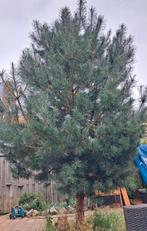 Mooie Grove den/Pinus Sylvestris, Tuin en Terras, Planten | Bomen, Ophalen, Volle zon, Overige soorten