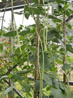 Kousenband plantjes te koop in P9, Tuin en Terras, Ophalen, Volle zon, Groenteplanten, Eenjarig