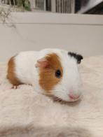 Cavia's super lief en super tam., Meerdere dieren, Cavia, Na 1 juli 2024, Tam