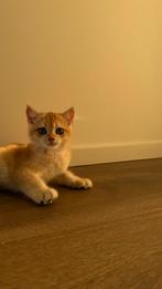 Britse korthaar gouden / British shorthair golden kittens, Meerdere dieren, Gechipt, 0 tot 2 jaar