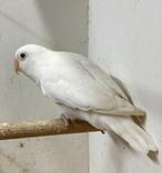 Fischerie Albino man met DNA, Dieren en Toebehoren, Vogels | Parkieten en Papegaaien, Mannelijk, Parkiet