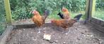 Goudpel haan, Dieren en Toebehoren, Pluimvee, Mannelijk, Kip