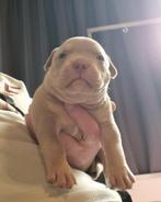 American bully pocket pups met stamboom. Zie omschrijving, Dieren en Toebehoren, Honden | Bulldogs, Pinschers en Molossers, 8 tot 15 weken