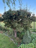 Perenboom, Ophalen, 250 tot 400 cm, Perenboom