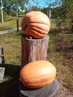 pompoen 40 tot 50 kg, Ophalen of Verzenden, Overige soorten, Volle zon