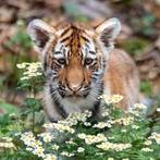 4 of 2 Personen Ouwehands Dierenpark Tickets Kaarten  .., Tickets en Kaartjes, Drie personen of meer, Ticket of Toegangskaart