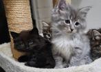 Schitterende kittens. Noorse Boskat., Meerdere dieren