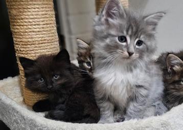 Schitterende kittens. Noorse Boskat.  beschikbaar voor biedingen