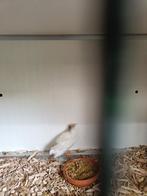 Gratis witte dwergkwartel, Dieren en Toebehoren, Vogels | Overige Vogels, Vrouwelijk, Tropenvogel