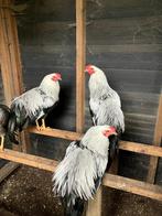 Twentse hoen hanen, Dieren en Toebehoren, Pluimvee, Mannelijk, Kip