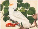 Ixxi Cockatoo, Ophalen of Verzenden, Schilderij, 75 cm of meer