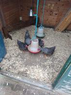 Amrock kriel 3+1, Meerdere dieren, Kip