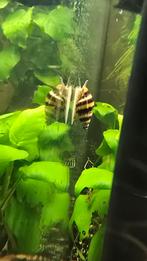 helena slakken, Dieren en Toebehoren, Vissen | Aquariumvissen, Slak of Weekdier