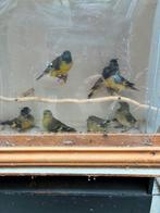 Zwartkopsijzen, Dieren en Toebehoren, Meerdere dieren