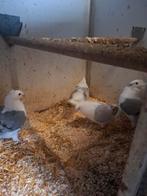 Meeuwen, Dieren en Toebehoren, Vogels | Duiven, Geslacht onbekend, Overige soorten