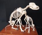 Skeletten, Ophalen, Zo goed als nieuw, Hond of Kat, Overige typen