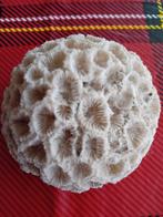 Hersenkoraal - Decoratief stuk, Ophalen, Zo goed als nieuw