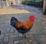Mooie Marans haan, Dieren en Toebehoren, Pluimvee, Mannelijk, Kip