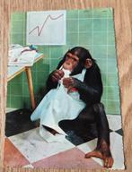 Aangeklede Chimpansee als dokter, Verzenden, 1960 tot 1980, Gelopen, Overige soorten