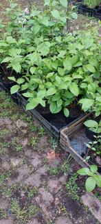Rode Cornus, Ophalen, Zomer, Overige soorten, Volle zon