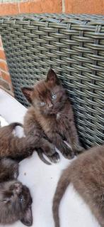 Kittens