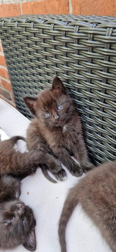 Kittens, Dieren en Toebehoren, Katten en Kittens | Raskatten | Korthaar