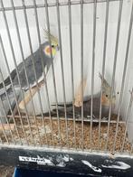 Diverse valkparkieten, Dieren en Toebehoren, Meerdere dieren, Parkiet