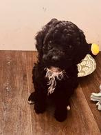 Mini labradoodle pups, Parvo, Overige rassen, 8 tot 15 weken, Meerdere