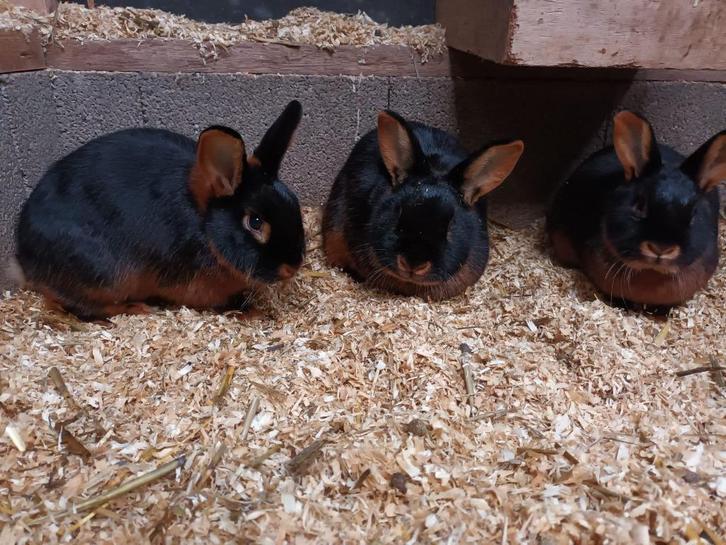 Black en Tan konijnen | Ingeënt | Passend advies!, Dieren en Toebehoren, Konijnen, Dwerg, Meerdere dieren, 0 tot 2 jaar, Hangoor