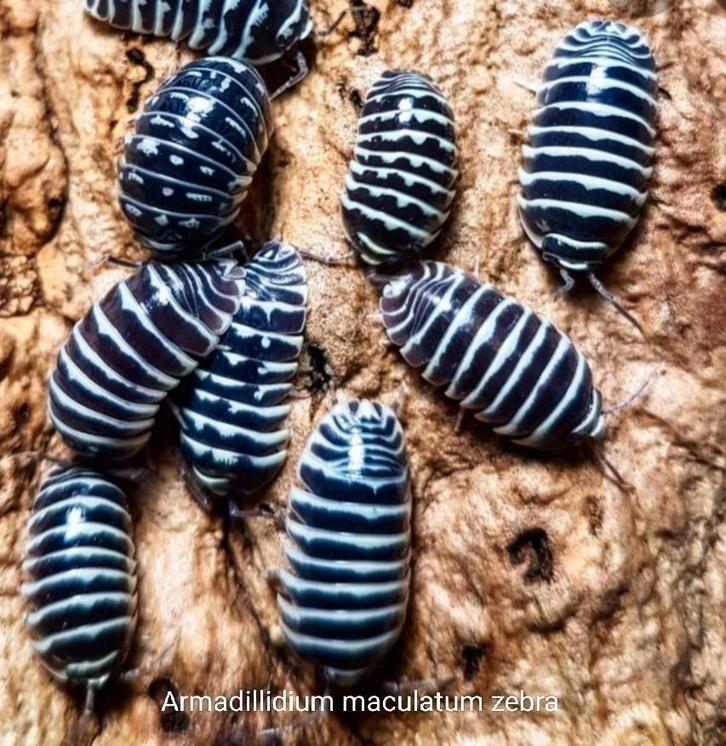 Armadillidium maculatum Zebra, Dieren en Toebehoren, Insecten en Spinnen, Overige soorten