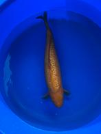 Chagoi ginrin koi, Karper of Koi