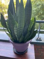Prachtige Sanseveria Trifasciata in Bio pokon potgrond.H66,8, Ophalen of Verzenden, Cactus, Minder dan 100 cm