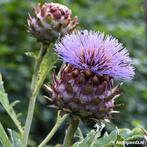 Uit de biologische moestuin: Kardoen, zaden., Ophalen of Verzenden, Voorjaar, Volle zon, Zaad