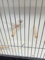 Diverse opaal bandvinken, Dieren en Toebehoren, Vogels | Overige Vogels, Meerdere dieren