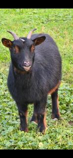Dwerggeitjes, Dieren en Toebehoren, Schapen, Geiten en Varkens, Vrouwelijk, Geit, 3 tot 5 jaar