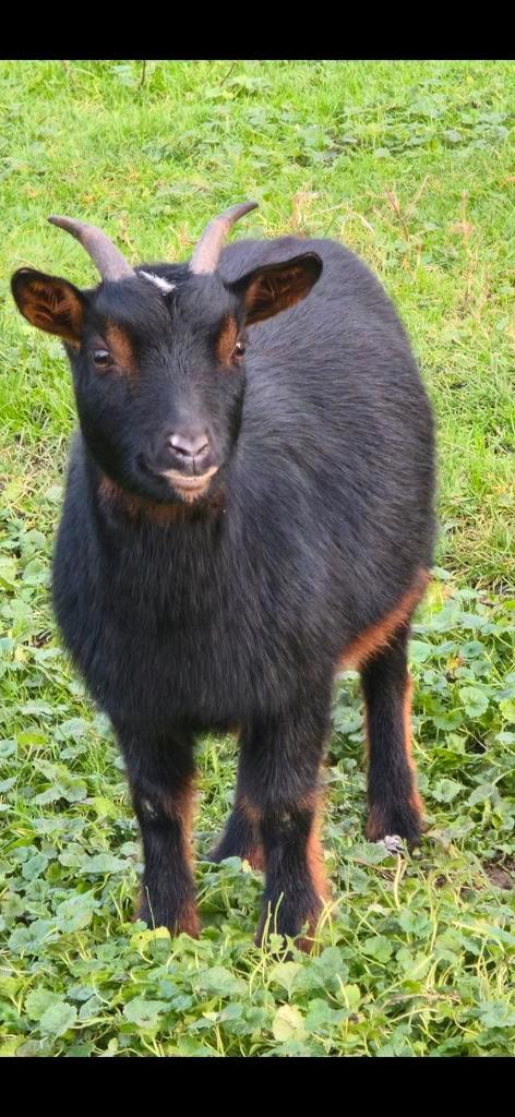 Dwerggeitjes, Dieren en Toebehoren, Schapen, Geiten en Varkens, Geit, Vrouwelijk, 3 tot 5 jaar