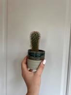 Kleine cactus in potje, Huis en Inrichting, Kamerplanten, Ophalen, Cactus, Volle zon, Minder dan 100 cm