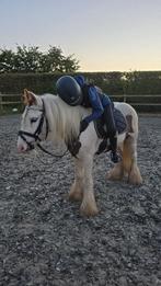 Little Elvis, Dieren en Toebehoren, Pony's, Ruin, Zadelmak, 3 tot 6 jaar, Gechipt